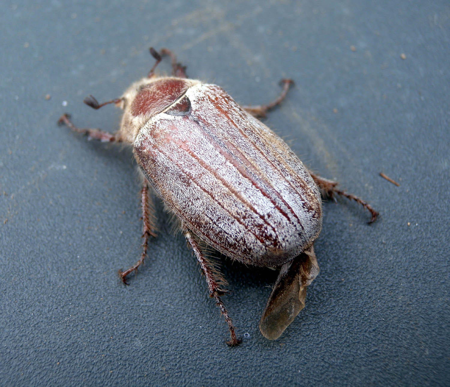 Melolonthidae:  Anoxia matutinalis